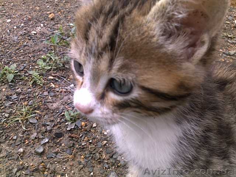 Красивые бездомные котята ищут хозяев - <ro>Изображение</ro><ru>Изображение</ru> #4, <ru>Объявление</ru> #672945