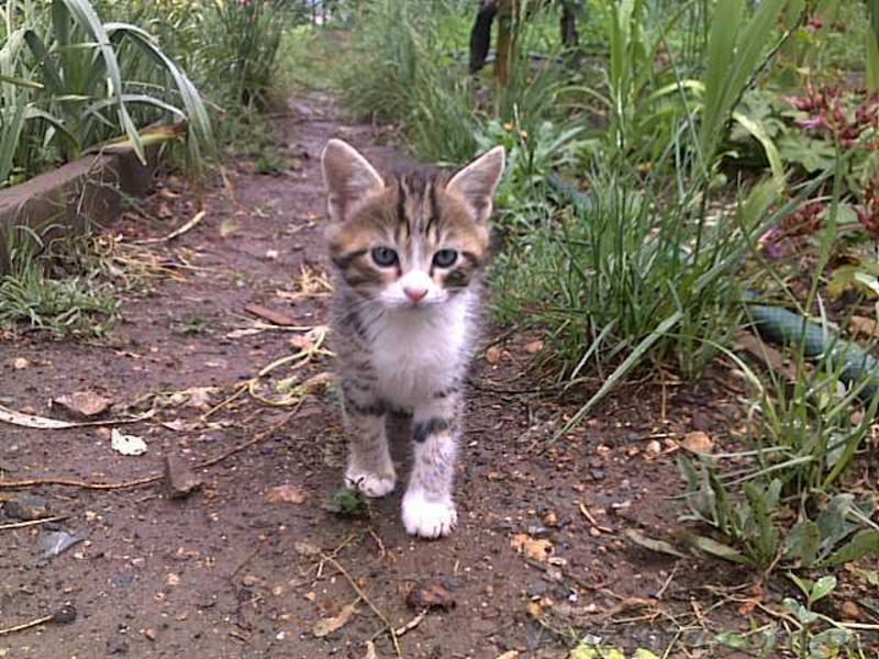 Красивые бездомные котята ищут хозяев - <ro>Изображение</ro><ru>Изображение</ru> #6, <ru>Объявление</ru> #672945