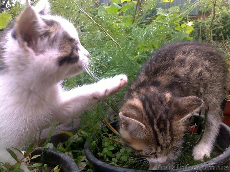 Красивые бездомные котята ищут хозяев - <ro>Изображение</ro><ru>Изображение</ru> #7, <ru>Объявление</ru> #672945