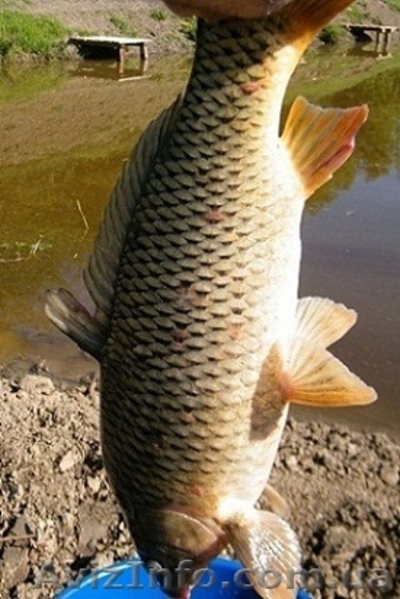 Рыбалка и отдых в Крыму - <ro>Изображение</ro><ru>Изображение</ru> #1, <ru>Объявление</ru> #652206