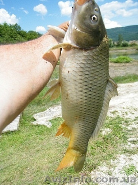 Рыбалка и отдых в Крыму, ловля карпа. - <ro>Изображение</ro><ru>Изображение</ru> #6, <ru>Объявление</ru> #652200