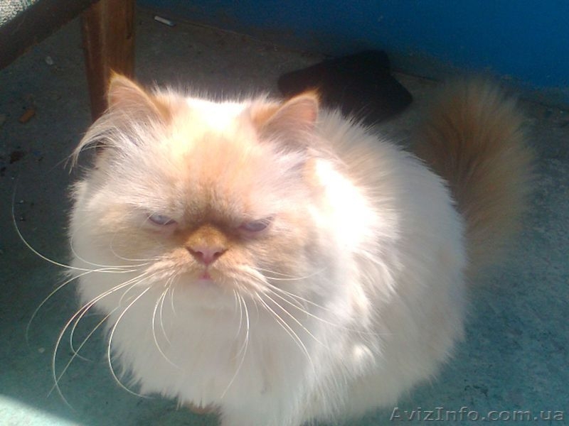 Отдам Бари в хорошие руки - <ro>Изображение</ro><ru>Изображение</ru> #1, <ru>Объявление</ru> #652790