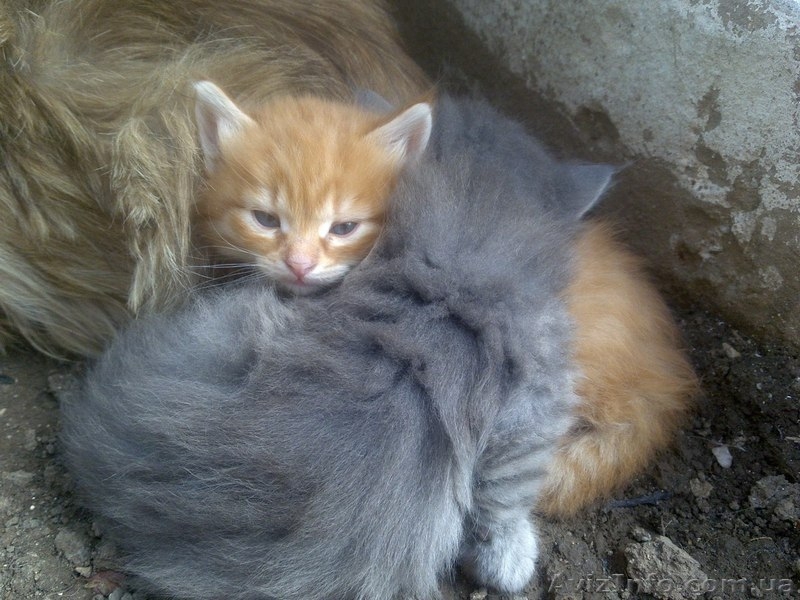 Серый мальчик и рыжая девочка, очаровательные малыши ищут дом! - <ro>Изображение</ro><ru>Изображение</ru> #2, <ru>Объявление</ru> #684159