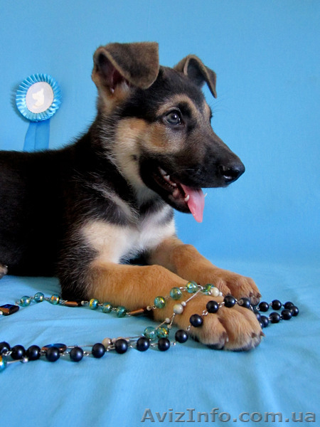 щенок Восточно-Европейской овчарки - <ro>Изображение</ro><ru>Изображение</ru> #6, <ru>Объявление</ru> #681823