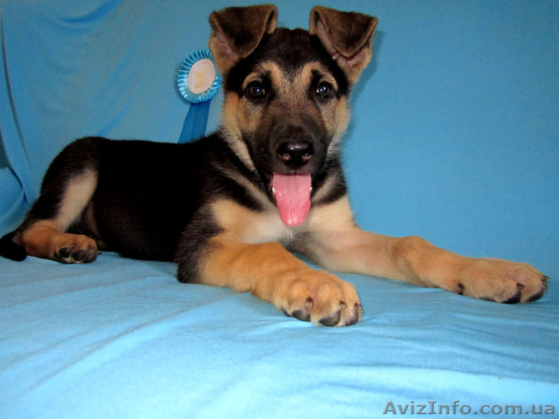 щенок Восточно-Европейской овчарки - <ro>Изображение</ro><ru>Изображение</ru> #8, <ru>Объявление</ru> #681823