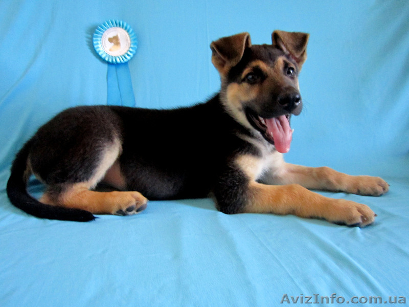 щенок Восточно-Европейской овчарки - <ro>Изображение</ro><ru>Изображение</ru> #10, <ru>Объявление</ru> #681823