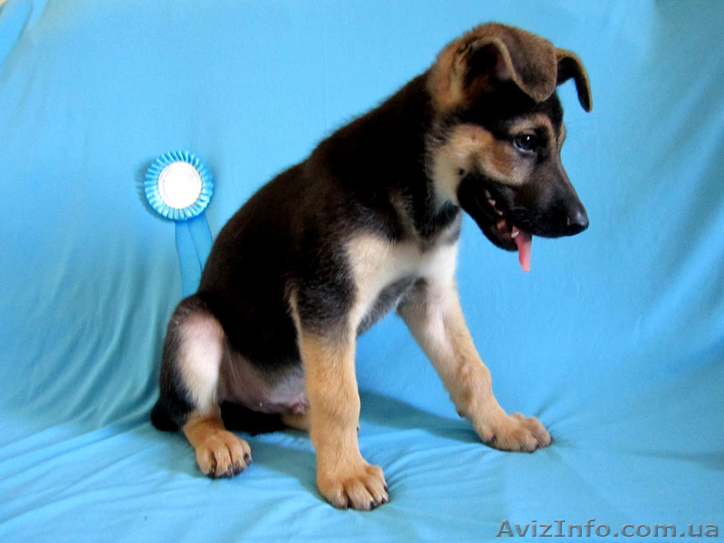 щенок Восточно-Европейской овчарки - <ro>Изображение</ro><ru>Изображение</ru> #9, <ru>Объявление</ru> #681823