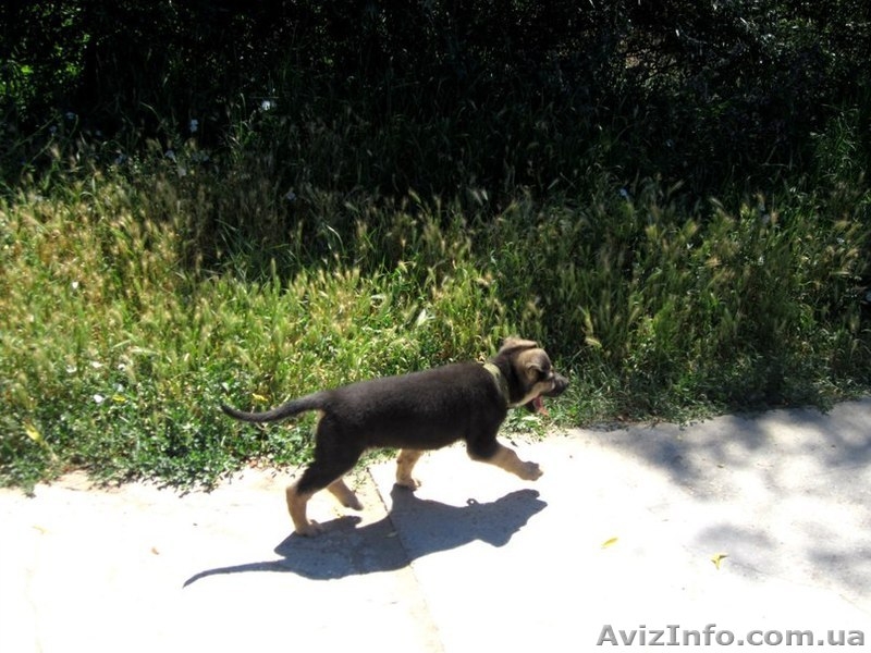 щенок Восточно-Европейской овчарки - <ro>Изображение</ro><ru>Изображение</ru> #1, <ru>Объявление</ru> #681823