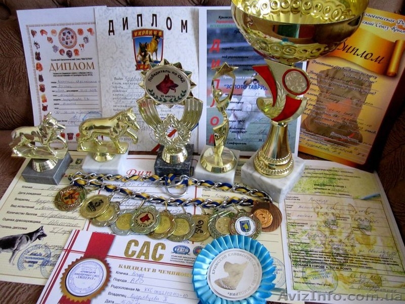 щенок Восточно-Европейской овчарки - <ro>Изображение</ro><ru>Изображение</ru> #4, <ru>Объявление</ru> #681823