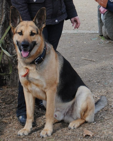 щенок Восточно-Европейской овчарки - <ro>Изображение</ro><ru>Изображение</ru> #5, <ru>Объявление</ru> #681823