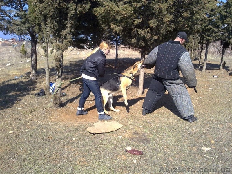 щенок Восточно-Европейской овчарки - <ro>Изображение</ro><ru>Изображение</ru> #2, <ru>Объявление</ru> #681823