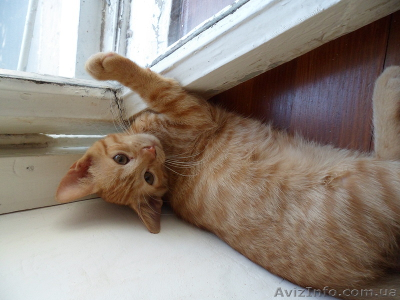 Отдам котят в хорошие руки! Бесплатно! - <ro>Изображение</ro><ru>Изображение</ru> #3, <ru>Объявление</ru> #723648