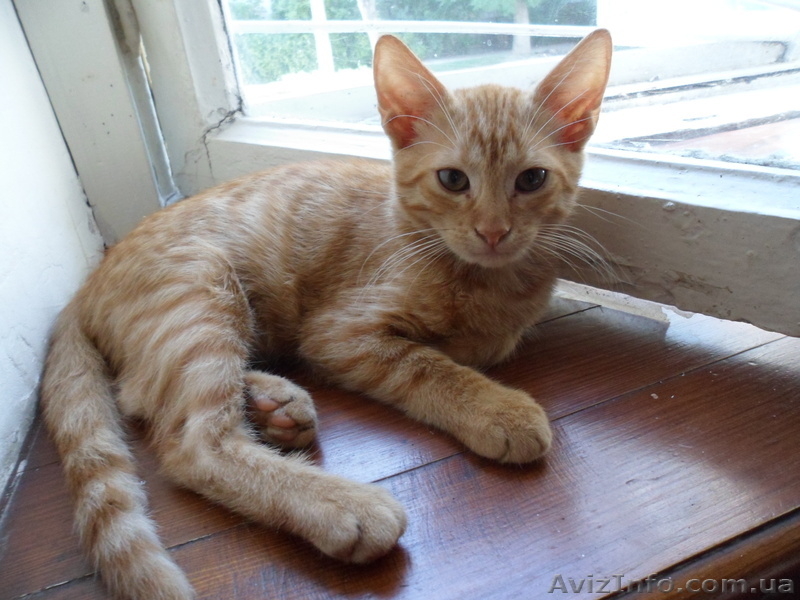 Отдам котят в хорошие руки! Бесплатно! - <ro>Изображение</ro><ru>Изображение</ru> #2, <ru>Объявление</ru> #723648