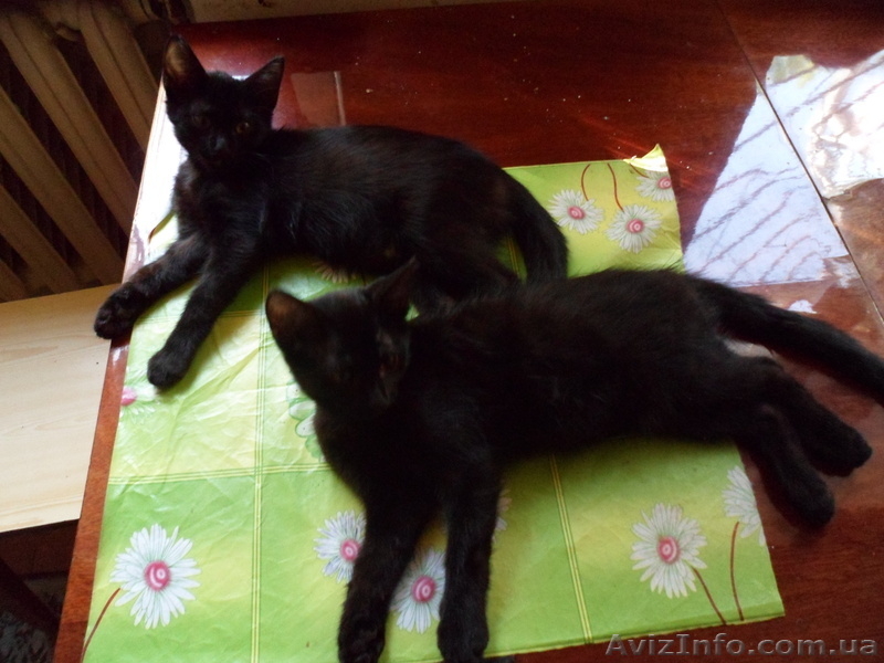 Отдам котят в хорошие руки! Бесплатно! - <ro>Изображение</ro><ru>Изображение</ru> #1, <ru>Объявление</ru> #723648