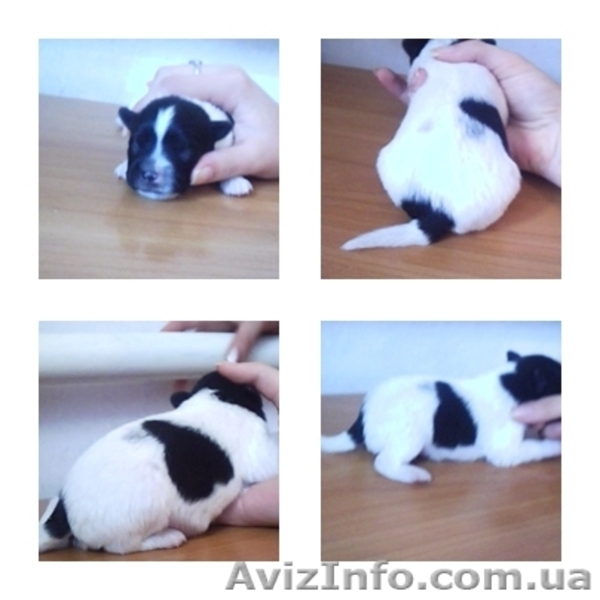 Отдам в хорошие руки щенков звоночков - <ro>Изображение</ro><ru>Изображение</ru> #3, <ru>Объявление</ru> #707633