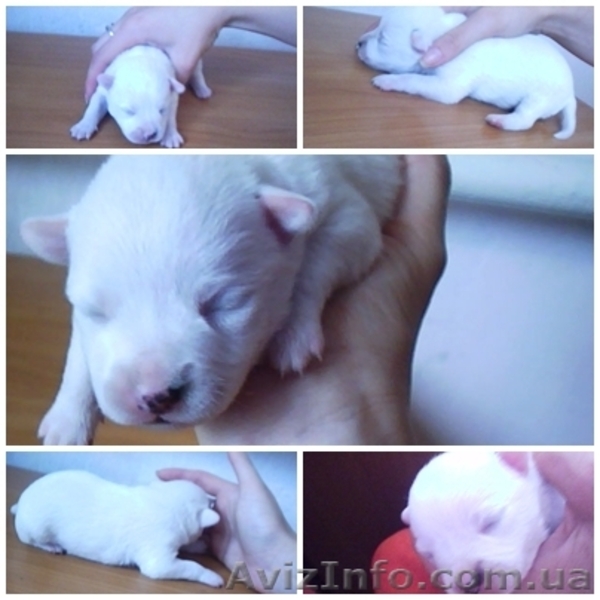 Отдам в хорошие руки щенков звоночков - <ro>Изображение</ro><ru>Изображение</ru> #4, <ru>Объявление</ru> #707633