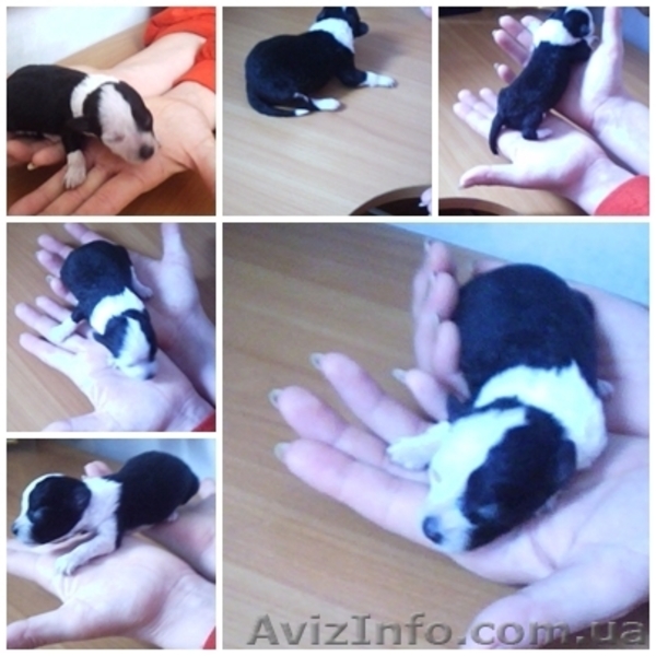 Отдам в хорошие руки щенков звоночков - <ro>Изображение</ro><ru>Изображение</ru> #5, <ru>Объявление</ru> #707633