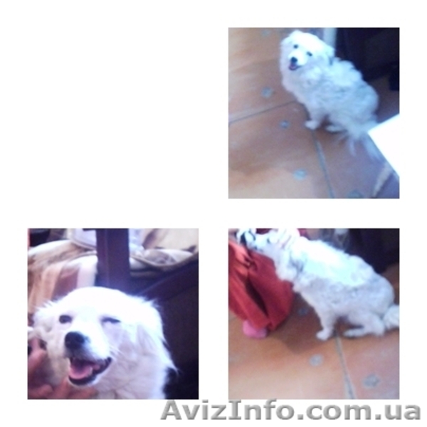 Отдам в хорошие руки щенков звоночков - <ro>Изображение</ro><ru>Изображение</ru> #6, <ru>Объявление</ru> #707633