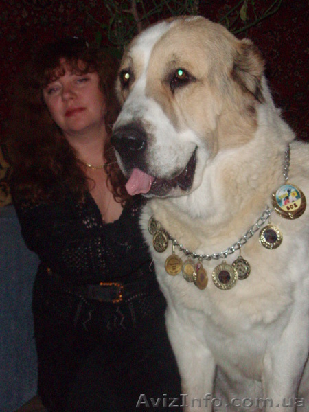 щенки среднеазитской oвчарки - <ro>Изображение</ro><ru>Изображение</ru> #1, <ru>Объявление</ru> #708174