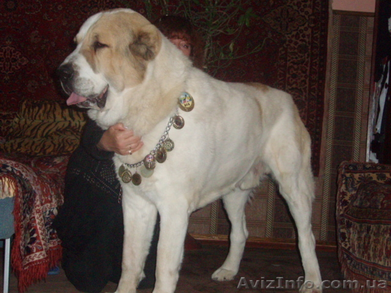 щенки среднеазитской oвчарки - <ro>Изображение</ro><ru>Изображение</ru> #2, <ru>Объявление</ru> #708174