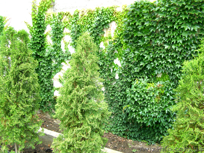 ДП "Терра Вита" - <ro>Изображение</ro><ru>Изображение</ru> #6, <ru>Объявление</ru> #715028