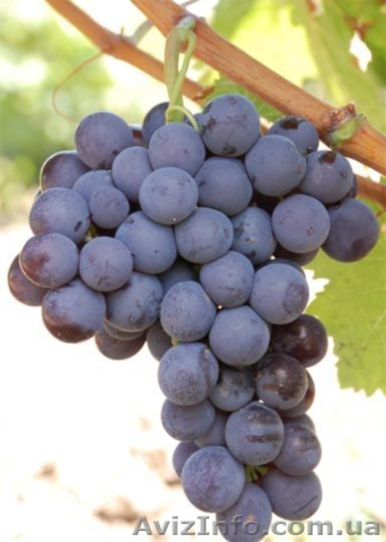 Виноград оптом Крым - <ro>Изображение</ro><ru>Изображение</ru> #2, <ru>Объявление</ru> #748229