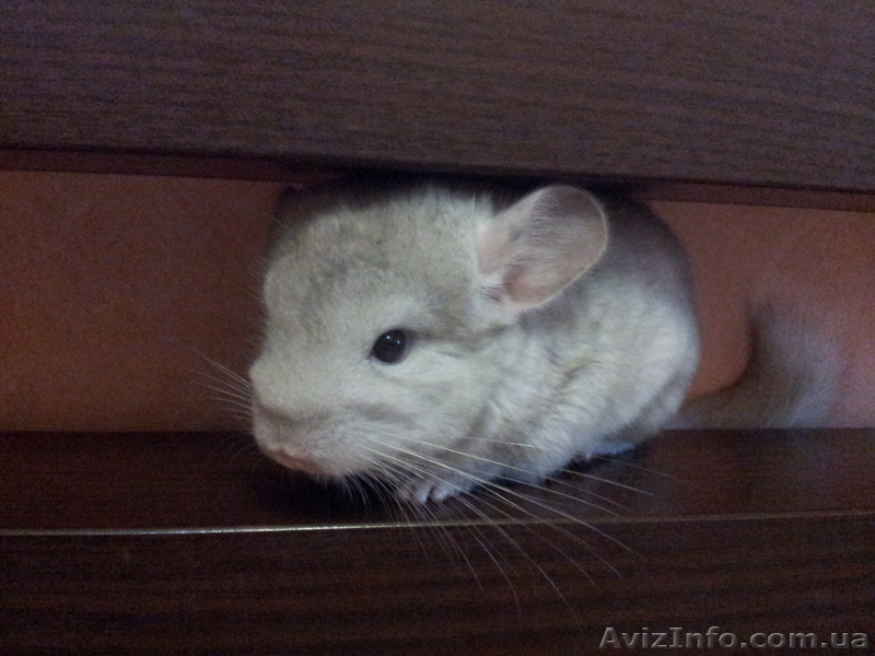  Продаются породистые Шиншиллы - <ro>Изображение</ro><ru>Изображение</ru> #3, <ru>Объявление</ru> #781415