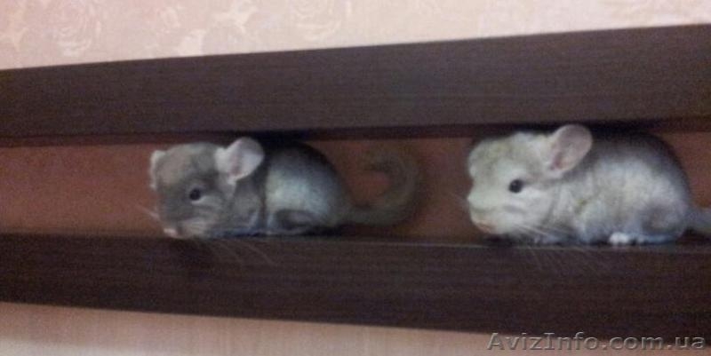  Продаются породистые Шиншиллы - <ro>Изображение</ro><ru>Изображение</ru> #1, <ru>Объявление</ru> #781415