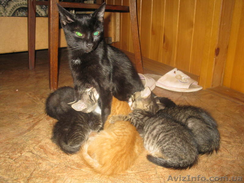 СРОЧНО!!! Милые котята ждут новых хозяев!!! - <ro>Изображение</ro><ru>Изображение</ru> #6, <ru>Объявление</ru> #770672