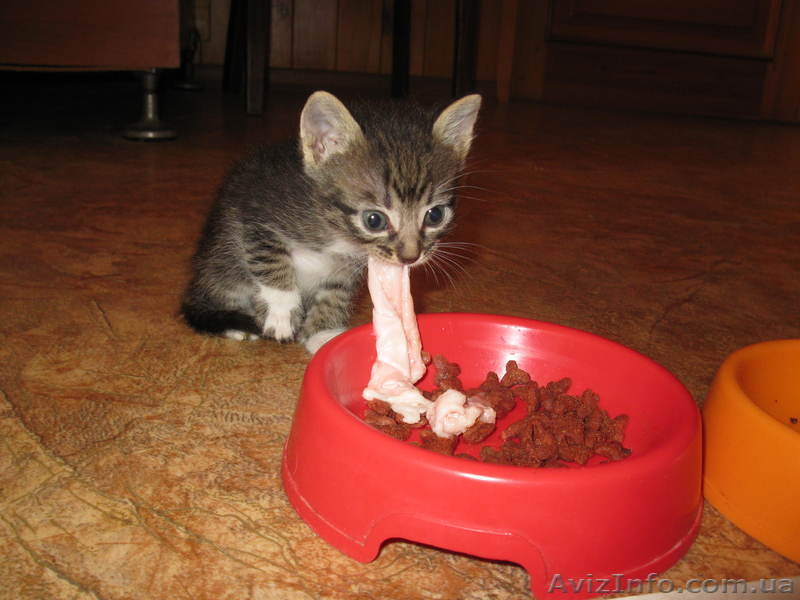 СРОЧНО!!! Милые котята ждут новых хозяев!!! - <ro>Изображение</ro><ru>Изображение</ru> #7, <ru>Объявление</ru> #770672