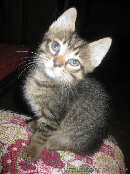 СРОЧНО!!! Милые котята ждут новых хозяев!!! - <ro>Изображение</ro><ru>Изображение</ru> #1, <ru>Объявление</ru> #770672