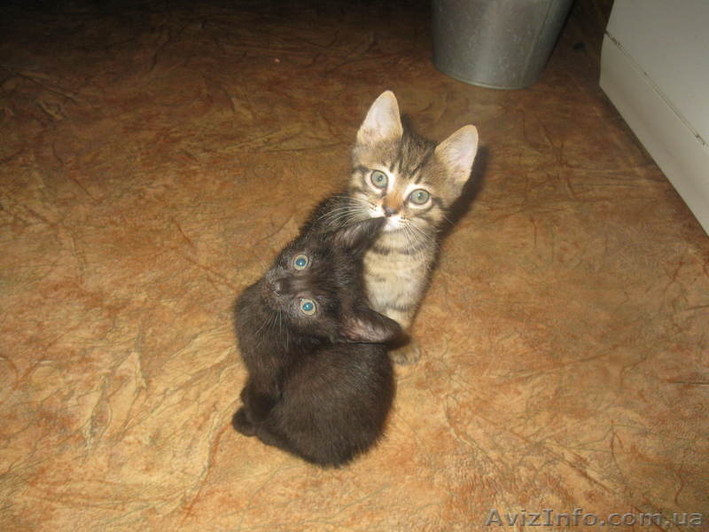 СРОЧНО!!! Милые котята ждут новых хозяев!!! - <ro>Изображение</ro><ru>Изображение</ru> #2, <ru>Объявление</ru> #770672