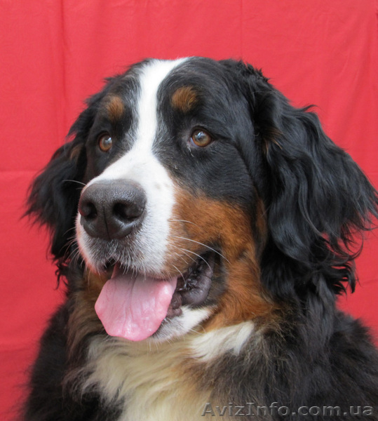 Продаю элитных щенков бернского зенненхунда от титулованных родителей - <ro>Изображение</ro><ru>Изображение</ru> #1, <ru>Объявление</ru> #775784