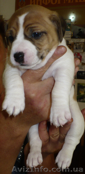 Продаются щенки Джек-Рассел терьера - <ro>Изображение</ro><ru>Изображение</ru> #3, <ru>Объявление</ru> #769307