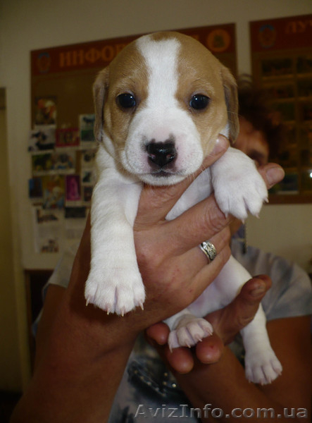 Продаются щенки Джек-Рассел терьера - <ro>Изображение</ro><ru>Изображение</ru> #2, <ru>Объявление</ru> #769307