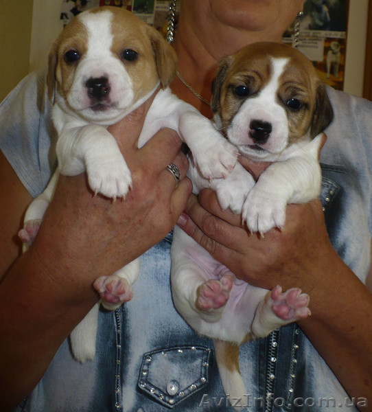 Продаются щенки Джек-Рассел терьера - <ro>Изображение</ro><ru>Изображение</ru> #1, <ru>Объявление</ru> #769307