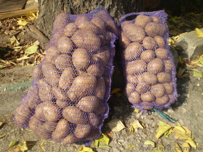 Сельхозпродукция от производителя - <ro>Изображение</ro><ru>Изображение</ru> #4, <ru>Объявление</ru> #646265