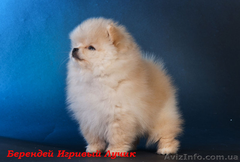 мальчик померанского шпица.., привит.Днепропетровск - <ro>Изображение</ro><ru>Изображение</ru> #2, <ru>Объявление</ru> #544512