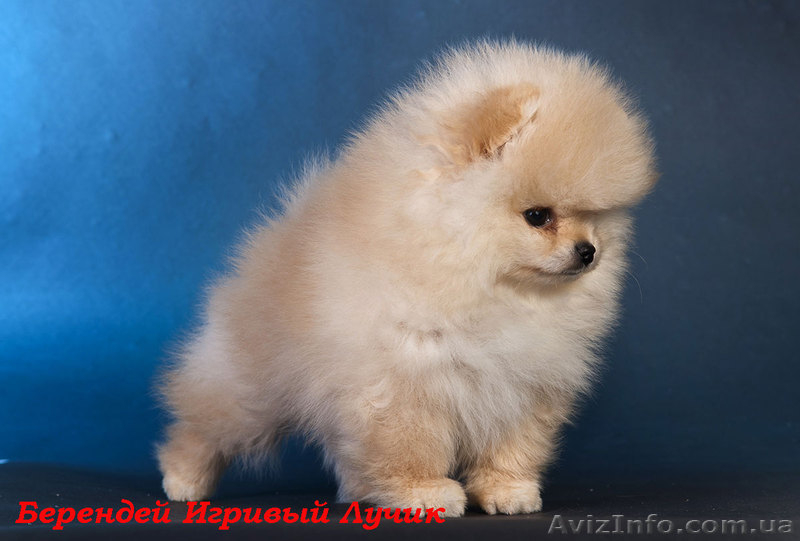 мальчик померанского шпица.., привит.Днепропетровск - <ro>Изображение</ro><ru>Изображение</ru> #1, <ru>Объявление</ru> #544512