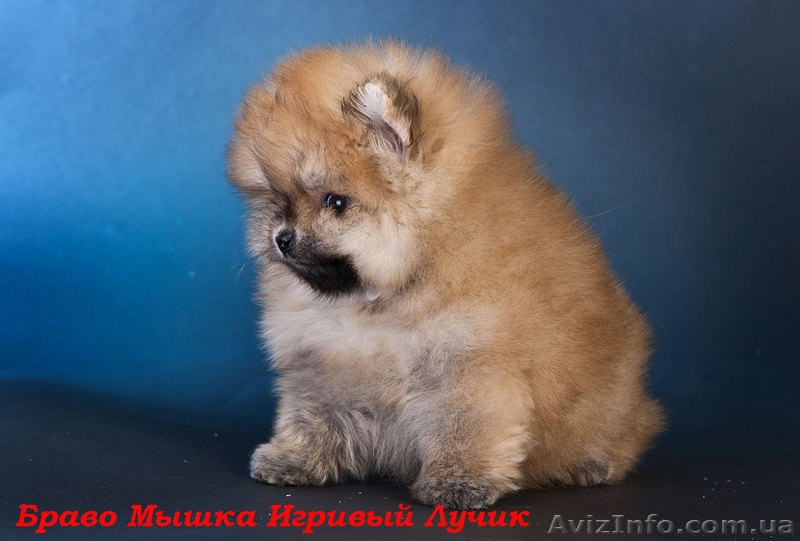 мальчик померанского шпица.., привит.Днепропетровск - <ro>Изображение</ro><ru>Изображение</ru> #3, <ru>Объявление</ru> #544512