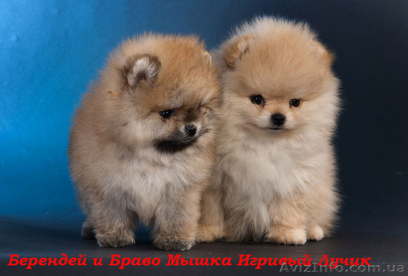 мальчик померанского шпица.., привит.Днепропетровск - <ro>Изображение</ro><ru>Изображение</ru> #5, <ru>Объявление</ru> #544512