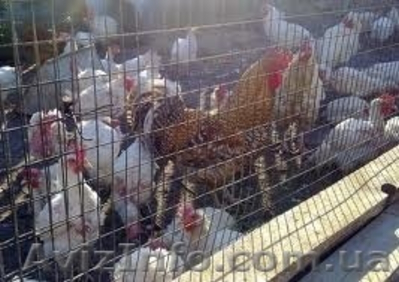 Продажа сельскохозяйственной птицы - <ro>Изображение</ro><ru>Изображение</ru> #3, <ru>Объявление</ru> #848617
