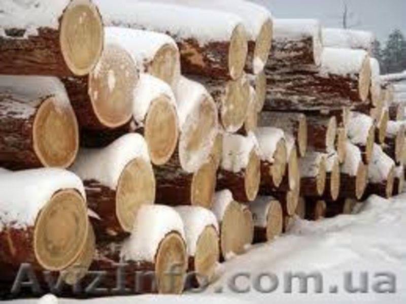 Сибирская лиственница Симферополь - <ro>Изображение</ro><ru>Изображение</ru> #6, <ru>Объявление</ru> #857914