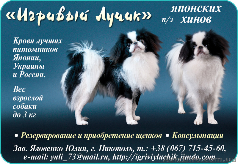 Японские хины - аристократы  - <ro>Изображение</ro><ru>Изображение</ru> #9, <ru>Объявление</ru> #443491