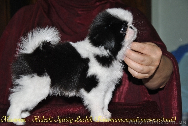 Японские хины - аристократы  - <ro>Изображение</ro><ru>Изображение</ru> #6, <ru>Объявление</ru> #443491