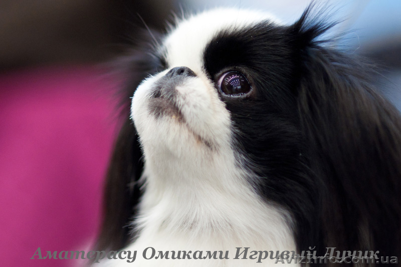 Японские хины - аристократы  - <ro>Изображение</ro><ru>Изображение</ru> #1, <ru>Объявление</ru> #443491