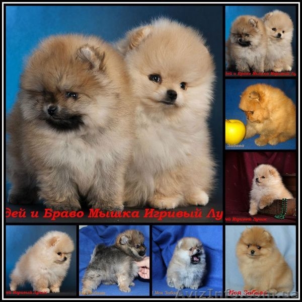 мальчик померанского шпица.., привит.Днепропетровск - <ro>Изображение</ro><ru>Изображение</ru> #6, <ru>Объявление</ru> #544512