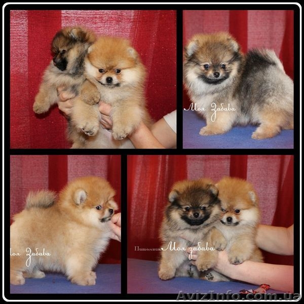 мальчик померанского шпица.., привит.Днепропетровск - <ro>Изображение</ro><ru>Изображение</ru> #7, <ru>Объявление</ru> #544512