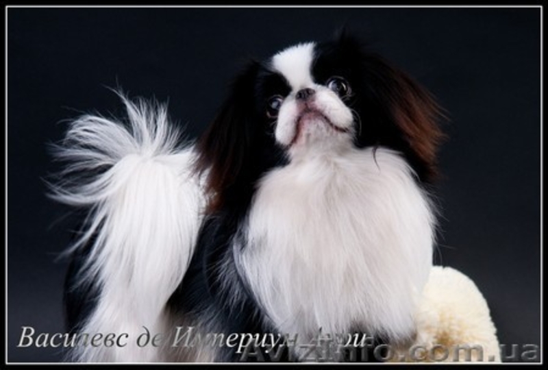 Японский хин - аристократ Востока  - <ro>Изображение</ro><ru>Изображение</ru> #5, <ru>Объявление</ru> #443496