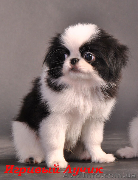 Японские хины - аристократы  - <ro>Изображение</ro><ru>Изображение</ru> #3, <ru>Объявление</ru> #443491